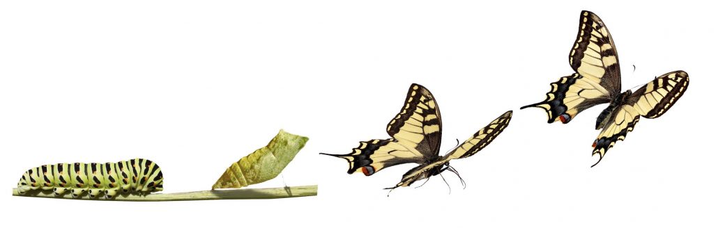 transformationbutterflies-copy